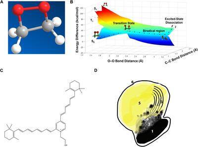 Chemiexcitation in preventing macular degeneration